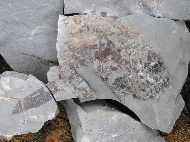Charmouth (Dorset) Discovering Fossils