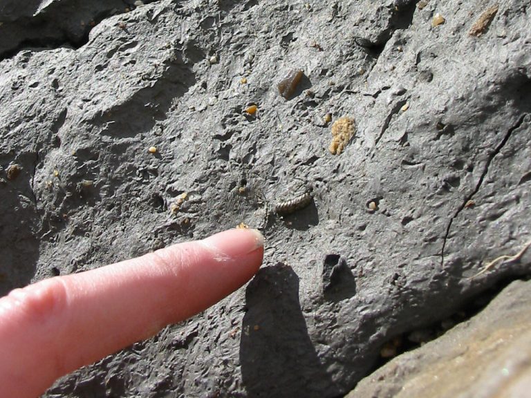 Charmouth (Dorset) Discovering Fossils