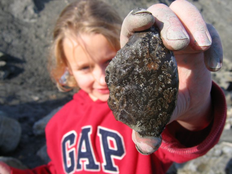 Folkestone (Kent) Discovering Fossils